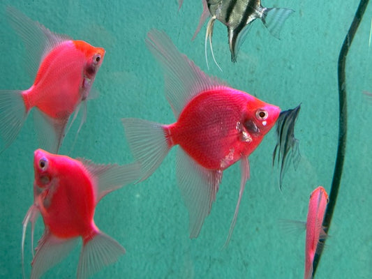 Glofish Red Angelfish