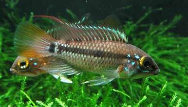 Apistogramma Cruzzi