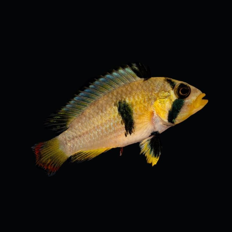 Apistogramma Pandurini