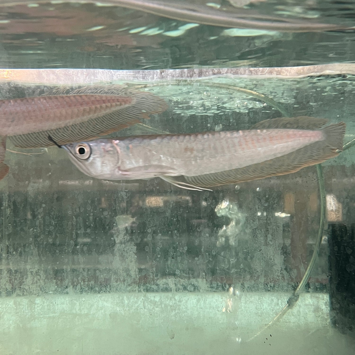 Silver Arowana