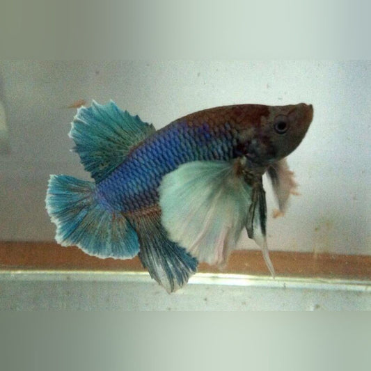 Dumbo Ear Roundtail Betta