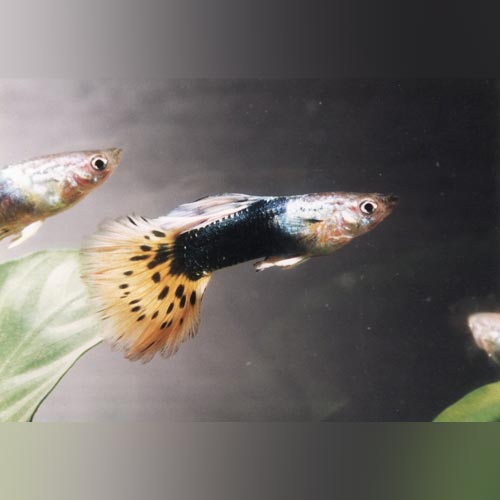 Male Black Leopard Guppy