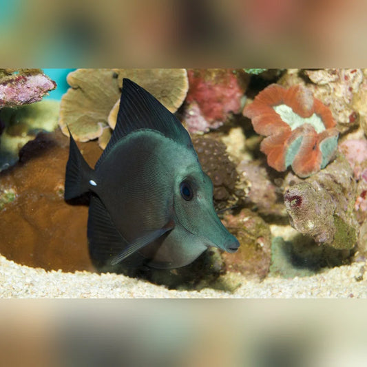 Black Tang
