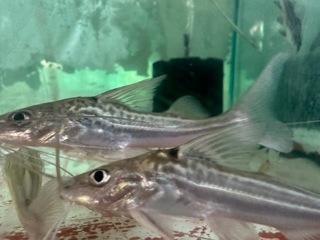 Pictus Four Line Catfish