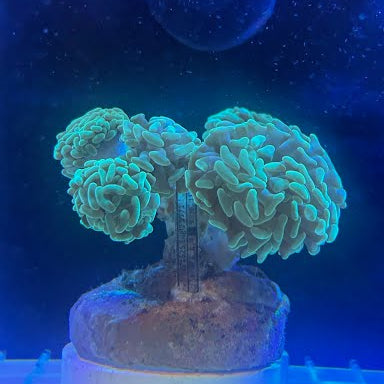 WYSIWYG Green Branching Hammer Coral: Full 5-Head Colony - 006