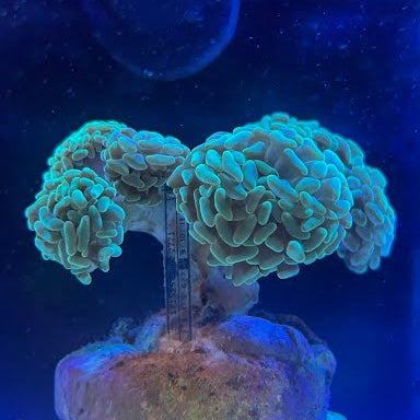 WYSIWYG Green Branching Hammer Coral: Full 5-Head Colony - 006