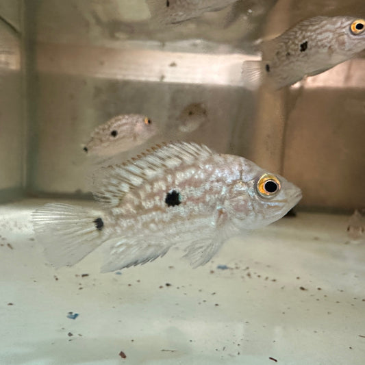 Electric Blue Texas Cichlid