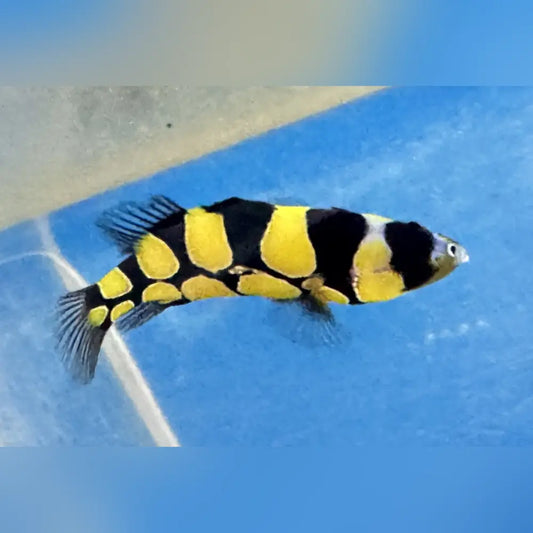 Clown Grouper