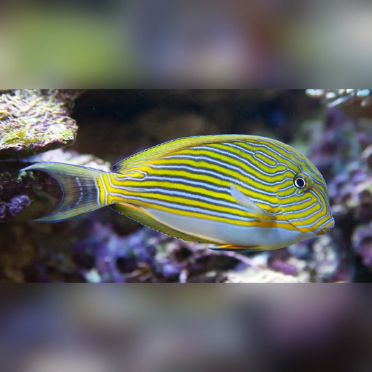Colorful striped fish swimming in an aquarium setting with blurred background