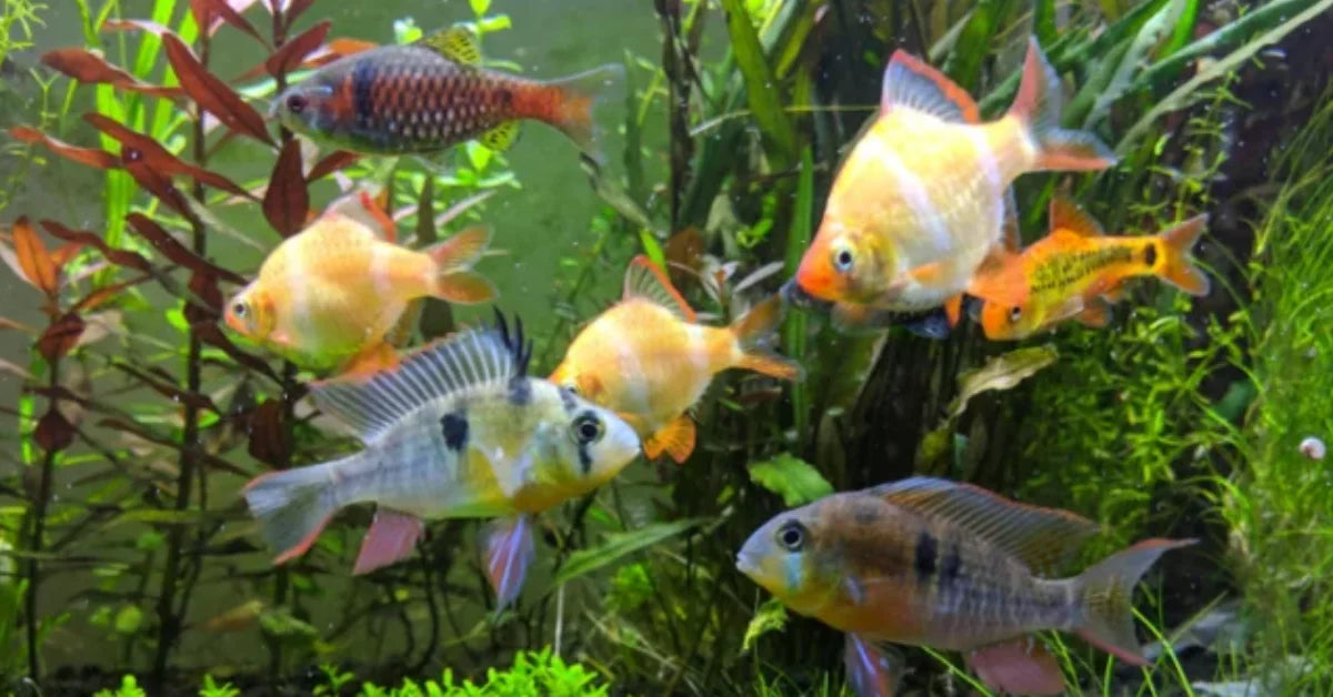 buy fish accessories online SunSun ATS-220 Desktop Betta Tank Kit It is specially designed for the small fish tank Dacitiery Aquarium Decoration - 2