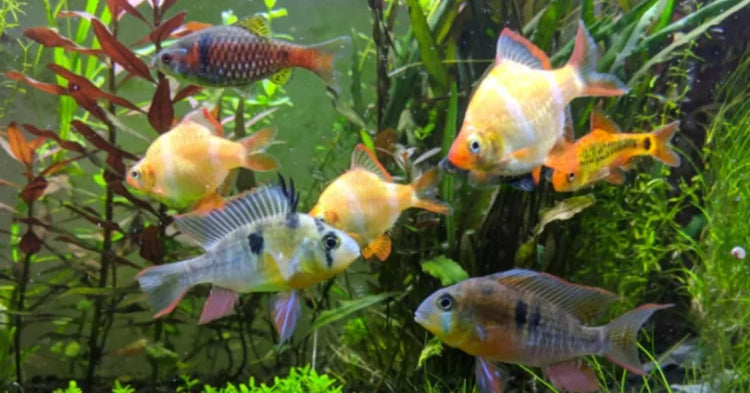 Freshwater aquarium fish