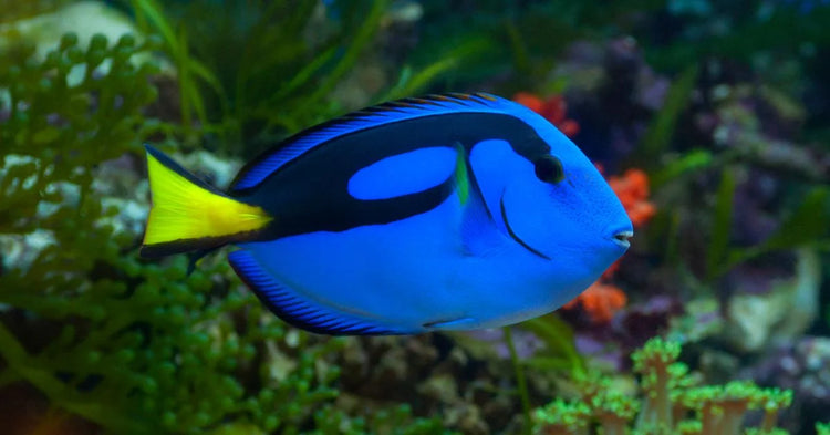 Saltwater aquarium fish