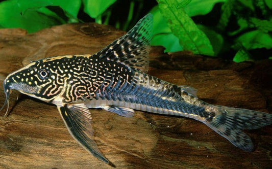 Barbatus Cory