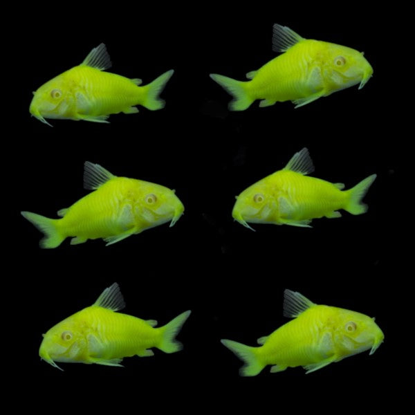 GloFish Corydora