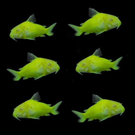 GloFish Corydora