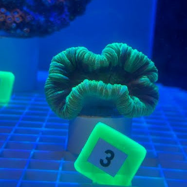 WYSIWYG Fiji Green Brain LPS - 003