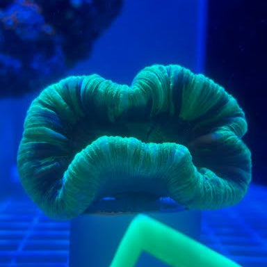 WYSIWYG Fiji Green Brain LPS - 003