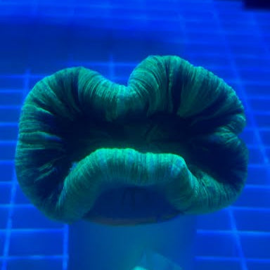 WYSIWYG Fiji Green Brain LPS - 003