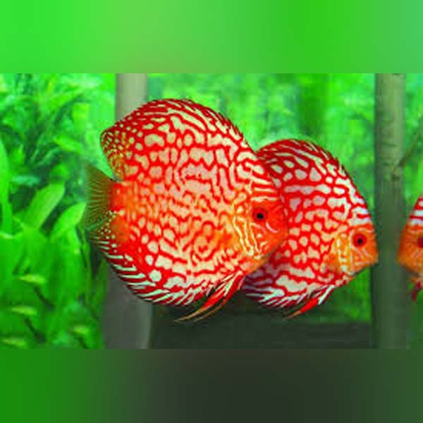 Discus Leopard Checkerboard Checkerboard Discus for sale – AquariumFish.com