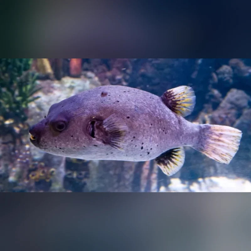 Dogface puffer fish swimming in an aquarium setting