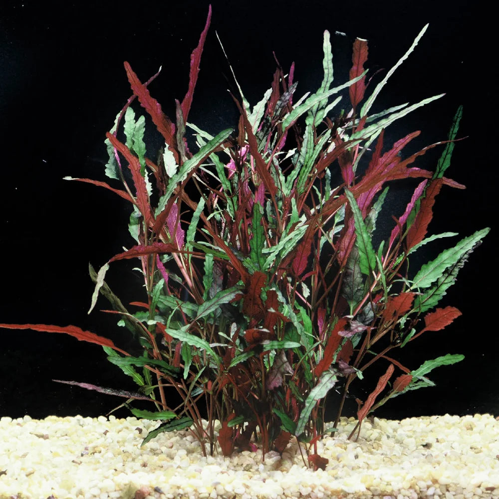 Dragon's Tongue (Flame)