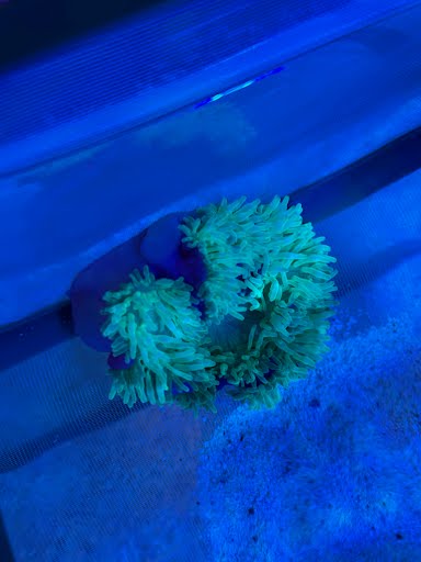 WYSIWYG Purple Base Green Bubble Anemone - 001