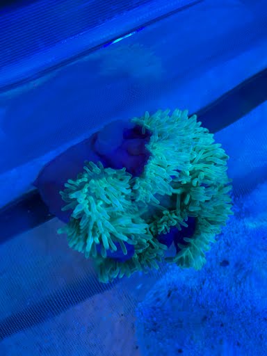 WYSIWYG Purple Base Green Bubble Anemone - 001