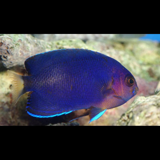 Pacific Pygmy Angelfish