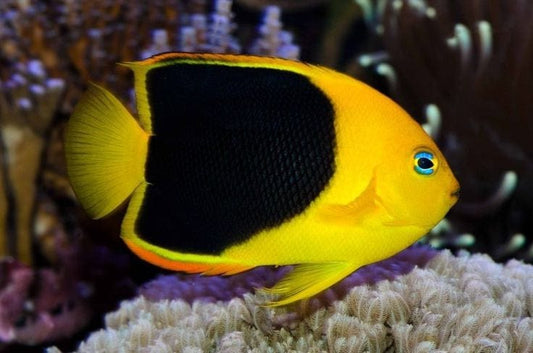Saltwater Specials – Page 13 – AquariumFish.com