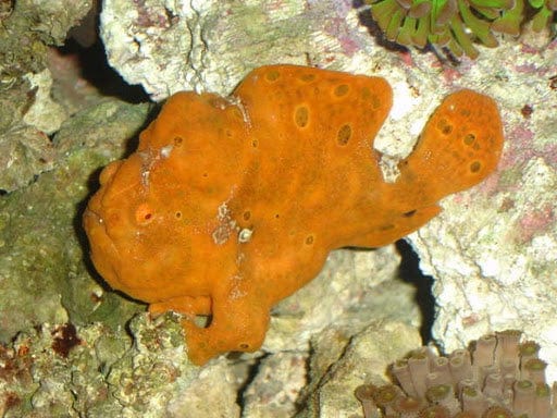 Super Colored Anglerfish