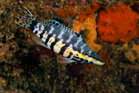 Basslets for Sale | AquariumFish.com