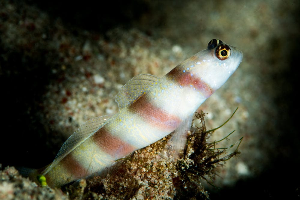 Banded Prawn Goby – AquariumFish.com