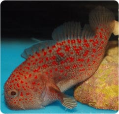 Fuzzy Nut Gum Drop Goby – AquariumFish.com