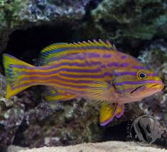 Polleni Grouper