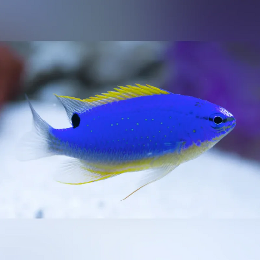 Fiji Damselfish