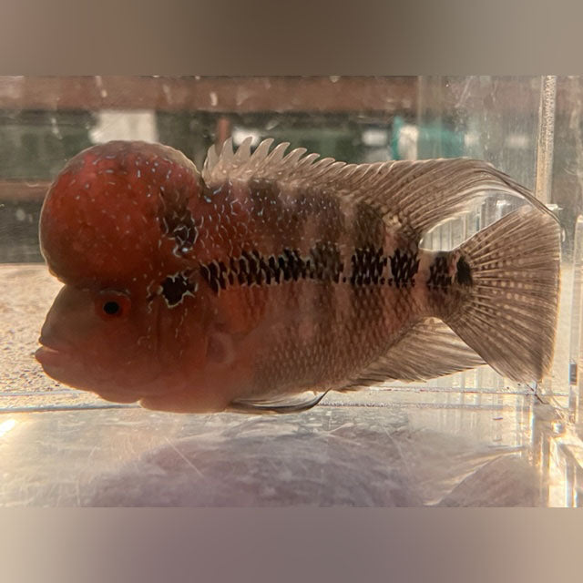 Red Hump Head Flowerhorn