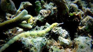 Red Bug Eater Dragon Pipefish