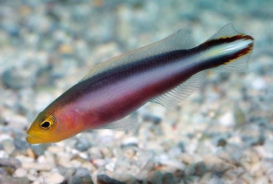 Rainbow Dottyback
