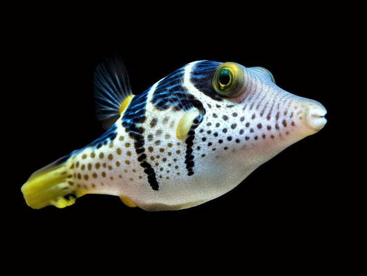 Pufferfish for Sale | AquariumFish.com
