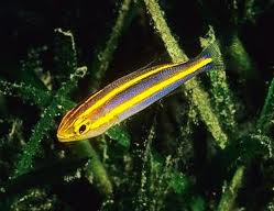 Yellow Line Snapper – AquariumFish.com