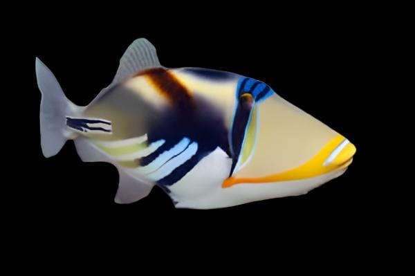 Hum Hum Fish Humu Triggerfish – AquariumFish.com