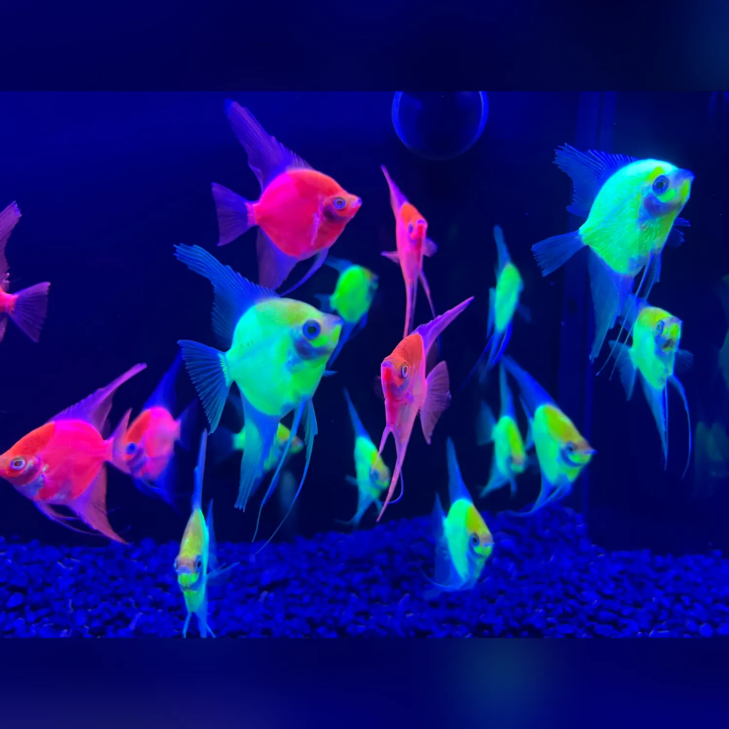 aquariumfish net free fish Pawfly 4 Inch Aquarium with Braided Metal Handle Small Square Net with Soft Fine Mesh Sludge Food Residue Wastes Skimming Cleaning Net for Fish Tanks Small Koi Ponds and Product Name Aquarium Fish Net - Free