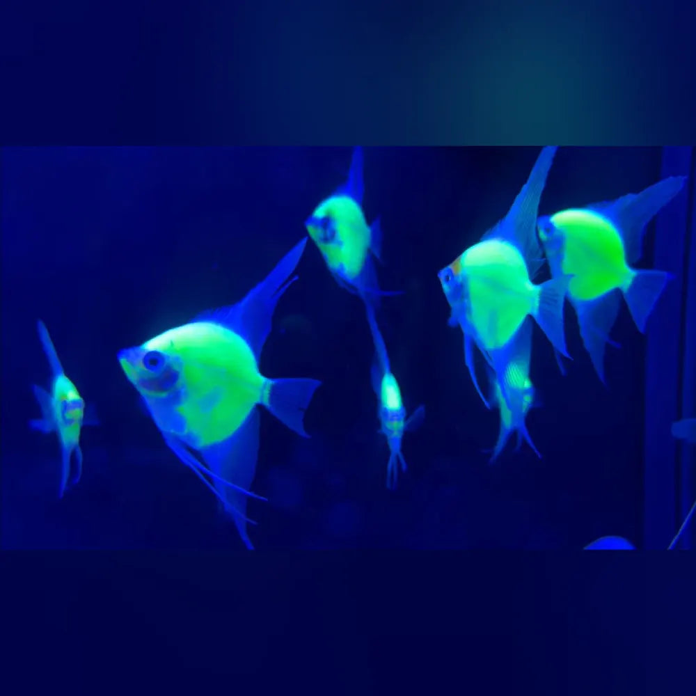 Glofish Electric Green Angelfish