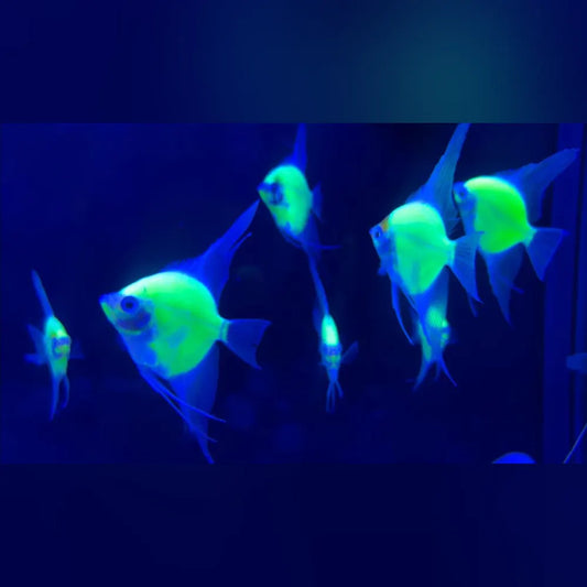 Glofish Electric Green Angelfish