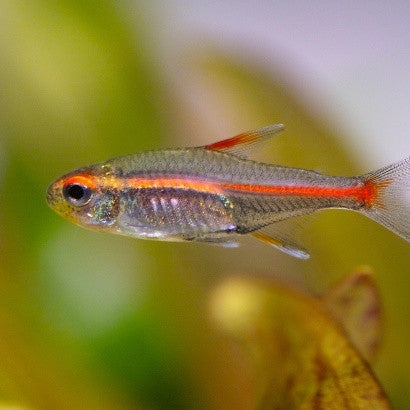 Glowlight Tetra