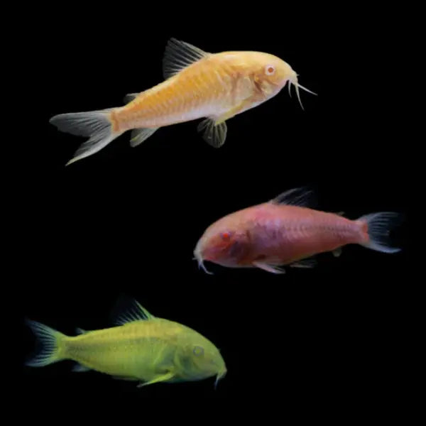 GloFish Corydora