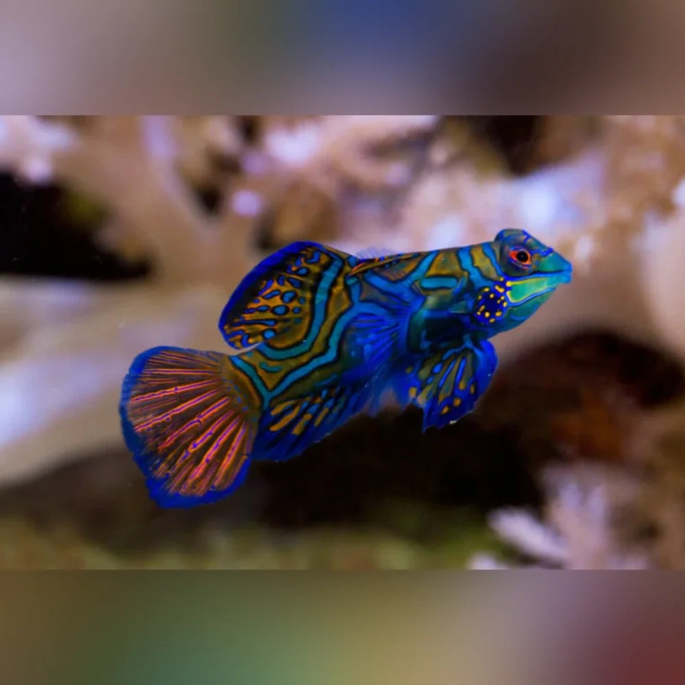 Psychedelic colored fish swimming against a blurred background