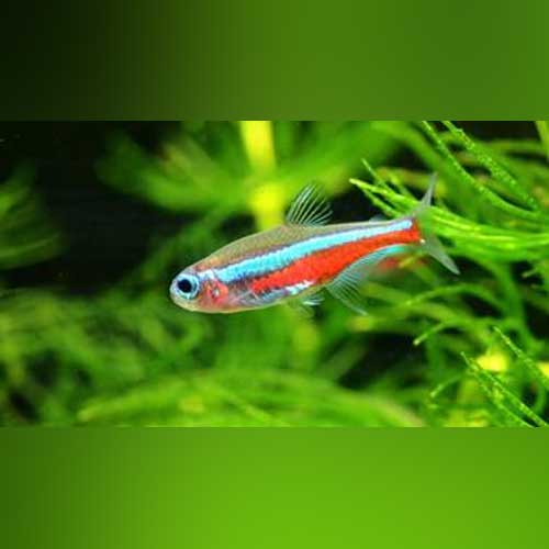 Green Neon Tetra