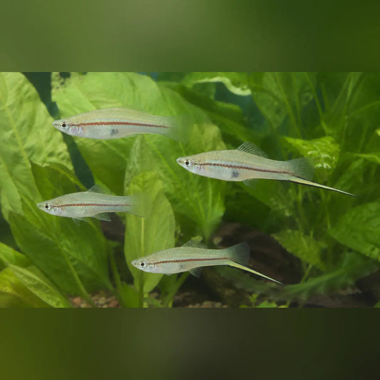 Green Swordtail (4-Pack)