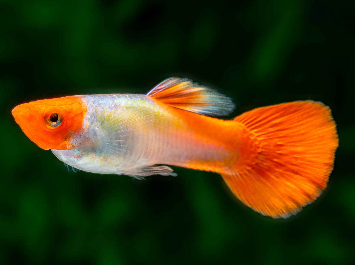 Red Cap Kohaku Guppy (Pair)